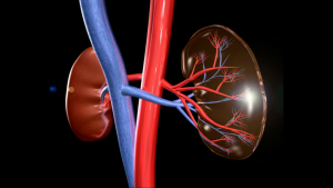 kidneys2